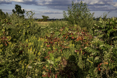 Leaves, grasses, and bushes at Cherokee Marsh