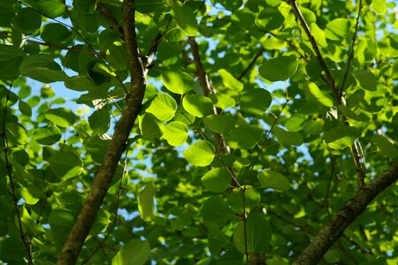 Cercidiphyllum japonicum japanese katsurabaum gingerbread tree