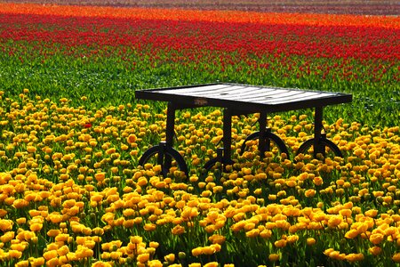 Fields orange red