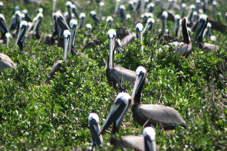 Nesting pelicans