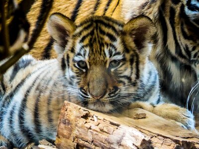 Tiger cub wild cute photo