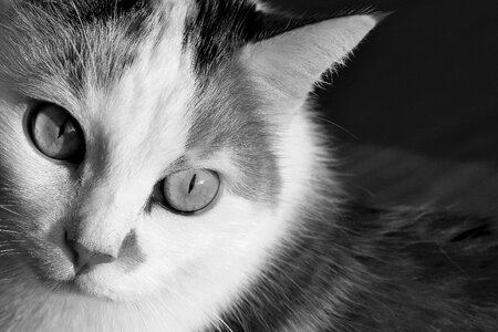 Animal cat claw