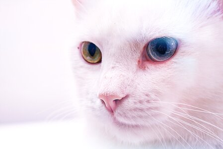 White Cat Colored Eyes photo