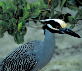 Bird egret evening