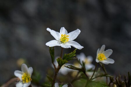 Spring flower white photo