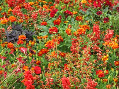 Discounts flower meadow decoration