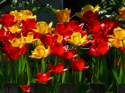 Beautiful Flowers biology bloom