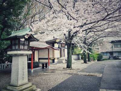 Pink Cherry blossom or sakura flower