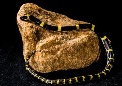 Black yellow non toxic reptile