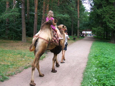 Tourists children riding camel