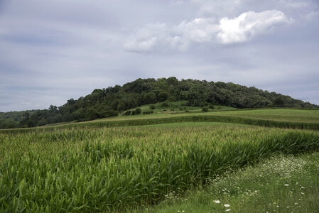 Trees on a hill under grey skies and corn fields photo