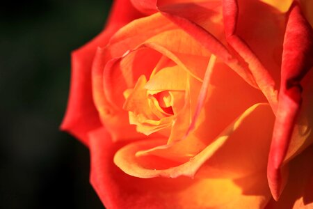 Beautiful beautiful flowers beautiful photo
