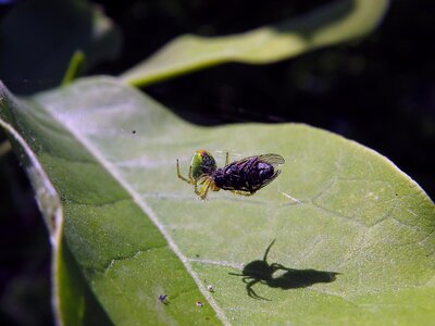 Close up spider with prey macro