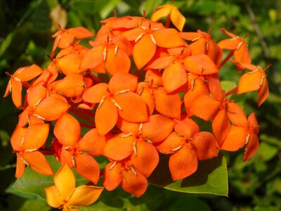 Detail petals nature