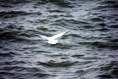 Sea Gulls photo