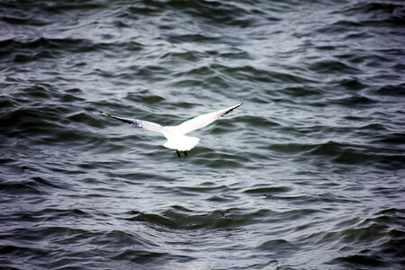 Sea Gulls