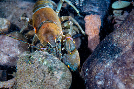 Appalachian brook crayfish