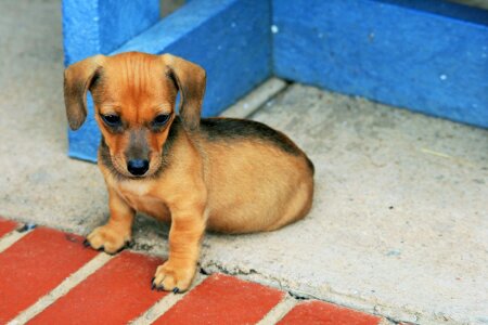 Brown small cute
