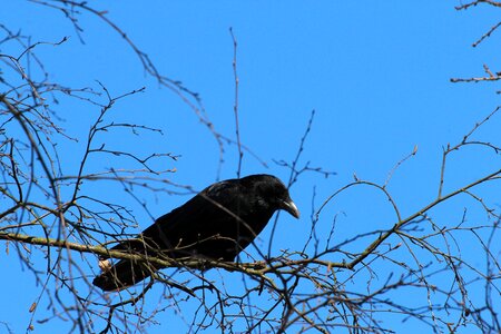 Raven bird songbird animal