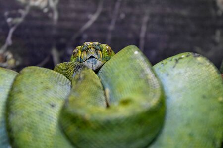 Green Snake python animal photo