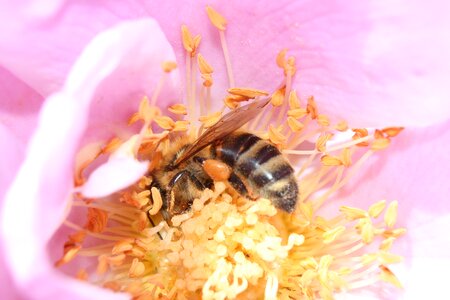 Insect flower macro photo