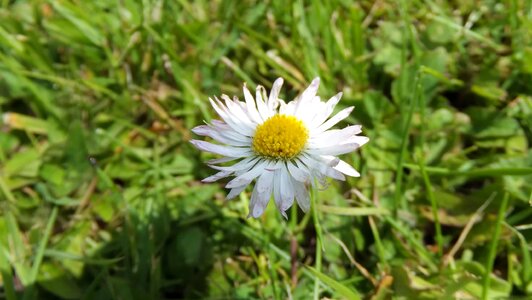 Beautiful beautiful flowers bloom photo