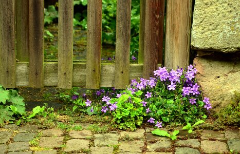 Backyard fence flower photo