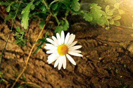 Beautiful Flowers bloom blooming photo