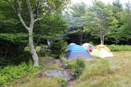 Camping in the Forest photo
