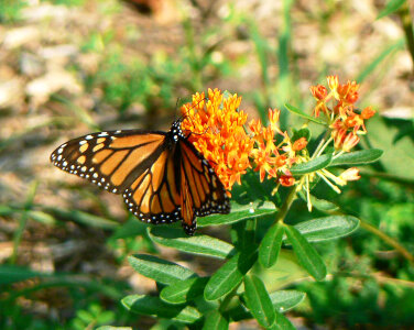 Monarch on Butterflyweed photo