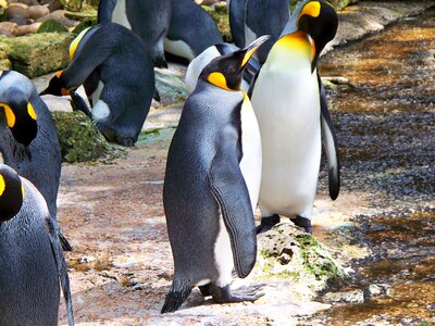 Bird penguin group photo
