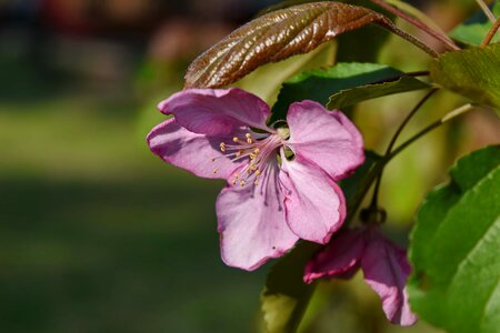 Pistil spring flower
