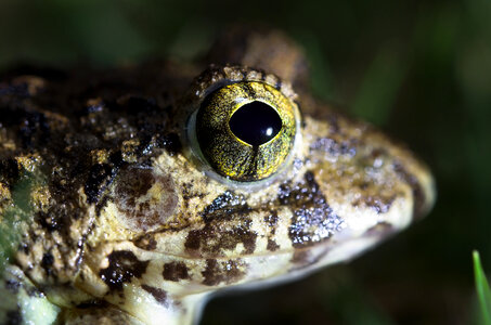Closeup macro of a frog photo