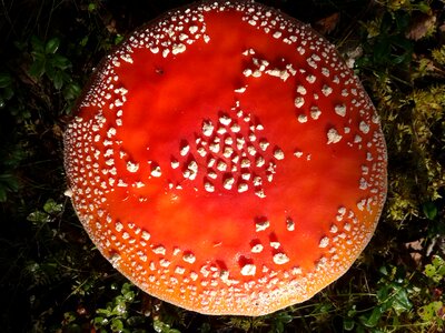 Forest autumn poisonous