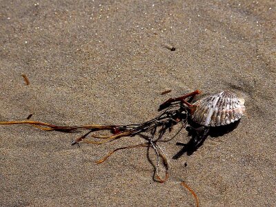 Seaweed  