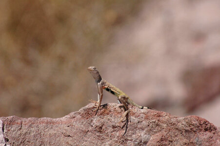 Zebra-tailed Lizard-1 photo