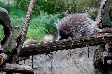 Enclosure animal zoo photo