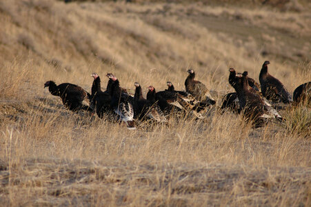 Wild turkey flock-2