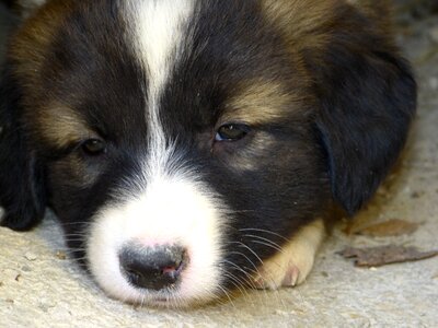 Sleepy cute pet