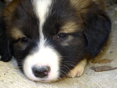 Sleepy cute pet photo