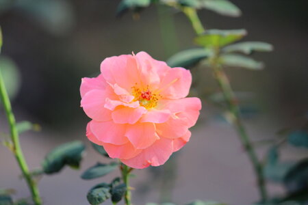 Bright Pink Flower