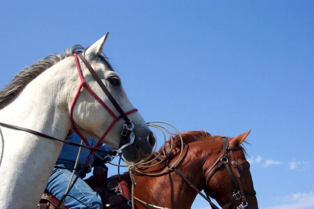 Mare rural rodeo