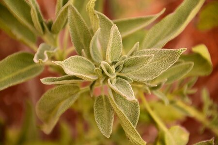 Flora flower food