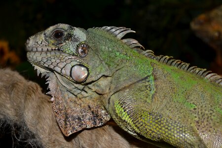 Lizard close up green