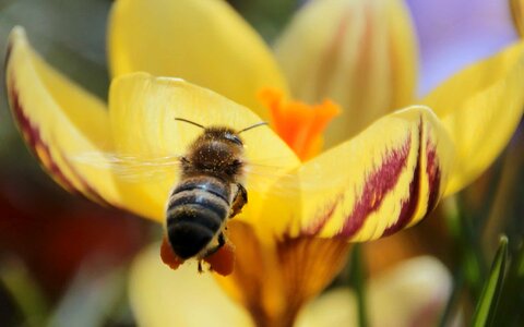 Animal arthropod beautiful flowers photo