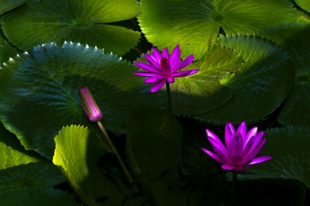 Aquatic floral exotic