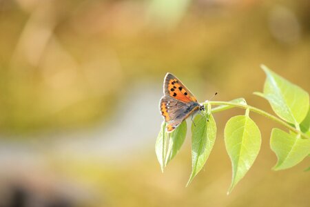 Butterfly lycaena phlaeas fukushima