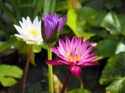 Aquatic beautiful flowers biology