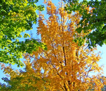 Tree leaves yellow photo