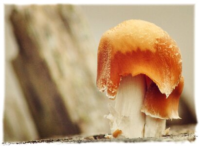 Mushrooms on tree autumn nature